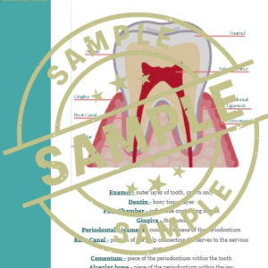 Anatomy of A Tooth Art