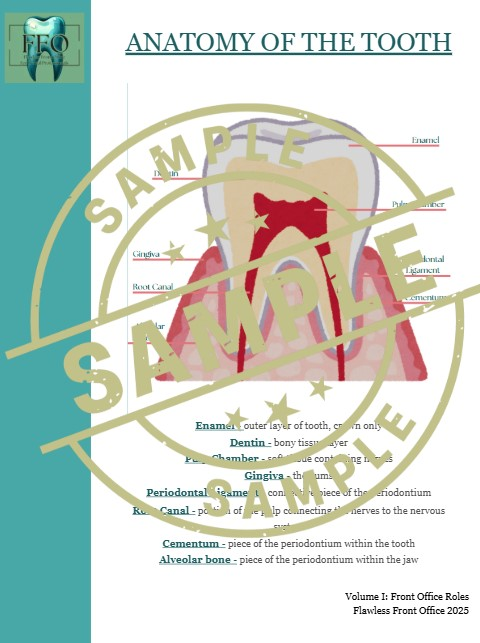 Anatomy of A Tooth Art